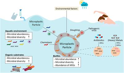 It’s a matter of microbes: a perspective on the microbiological aspects of micro- and nanoplastics in human health